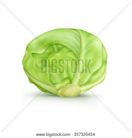 Green Cabbage Realistic Illustration Isolated On White Background