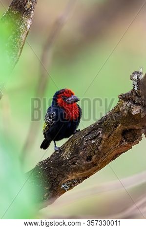 Beautiful Red Bird, Black-billed Barbet Lybius Guifsobalito On Tree. Ethiopia Wildlife
