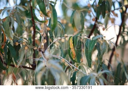 Tree With Small Fruits Of The Oleaster