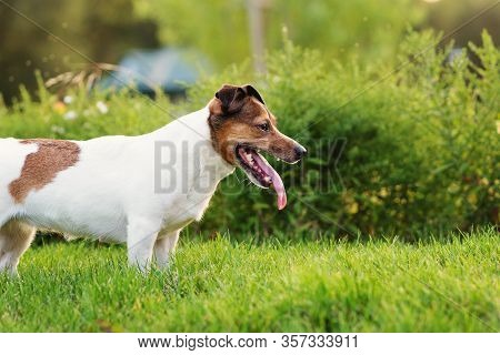 Dog Days Of Summer. Purebred Jack Russel Terrier Dog Outdoors In The Nature On Grass Meadow On A Sum