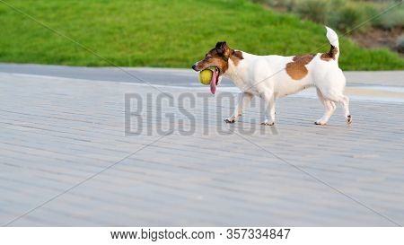 Jack Russell Terriers Playing With A Ball. Having Fun Playing In Outdoors. Playful Mood. Loll Out. E