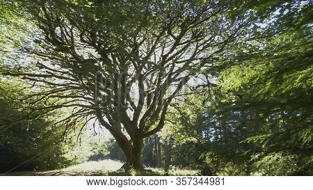 Back Lit Bigleaf Maple Tree At Marymere Falls On The Olympic Peninsula