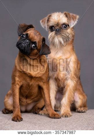 Griffon Brussels and Small Brabant; puppy is sitting in grey background