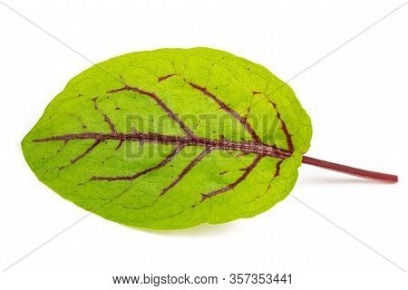 Red-veined Sorrel Isolated On A White Background