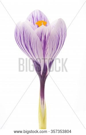 Crocus Pickwick Isolated On A White Background
