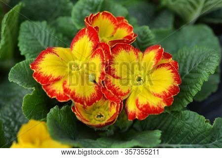 Orange English Primrose - Latin Name - Primula Polyanthus Hybrids