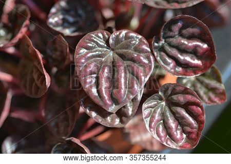 Emerald-ripple Pepper Schumi Red Sienna Sunset - Latin Name - Peperomia Caperate Schumi Red Sienna S