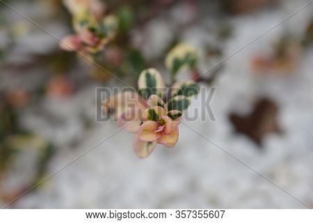 Foxley Thyme Leaves - Latin Name - Thymus Pulegioides Foxley