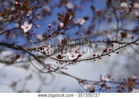 Black Cherry Plum - Latin Name - Prunus Cerasifera Nigraa