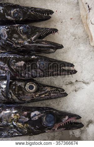 Fresh Espada Fish On Traditional Fish Market In Funchal At Madeira Island, Portugal