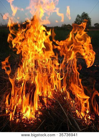 Brand i skoven