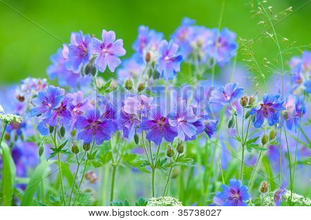 geranium kwitnienia lato