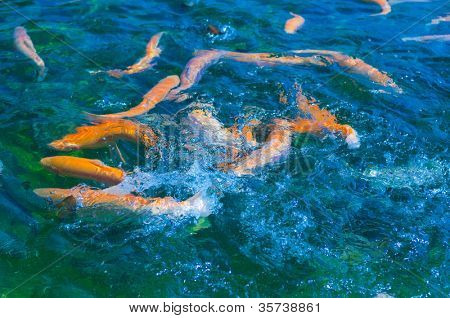 เทราต์หลายสีว่ายน้ำในแม่น้ำดื่ม