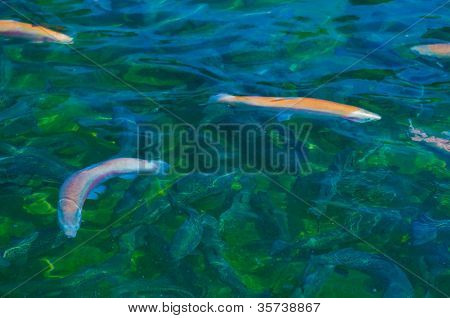 เทราต์หลายสีว่ายน้ำในแม่น้ำดื่ม