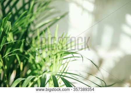 Close Up Of Green Fresh Tropical Houseplant Palm Leaves With Blurred Light And Shadow Wall Backgroun