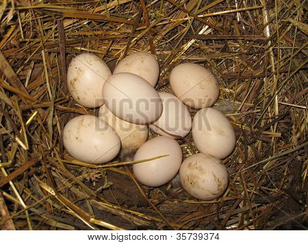 Nest of the hen with eggs