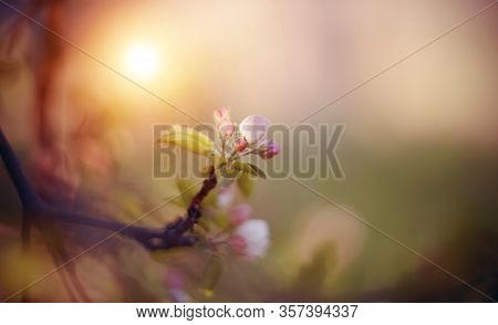 The Bouton Of Apple Flower Is Pink. Blossomings Of An Apple-tree In The Spring. Branches With Flower