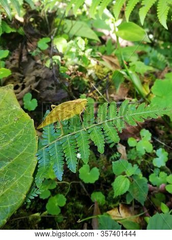 Green yellow katydid insect in close up on a leaf