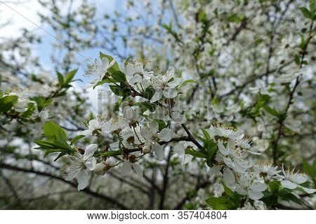 A Lot Of White Flowers Of Sour Cherry Tree Against The Sky In April