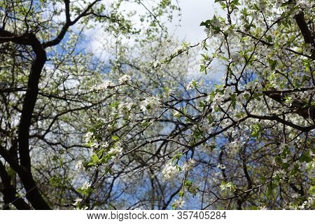 Black Branches Of Sour Cherry Tree With White Flowers Against The Sky