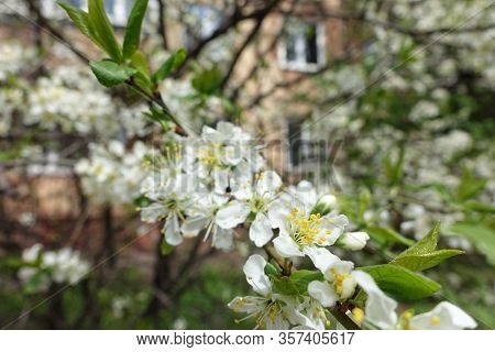 Blooming Branch Of Sour Cherry Tree In April