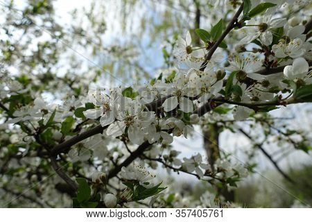 Blossom Of Sour Cherry Tree In Mid April