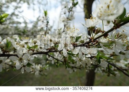 Branch Of Blossoming Sour Cherry Tree In April