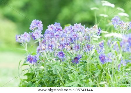 geranium kwitnienia lato przez nazwę gravetye
