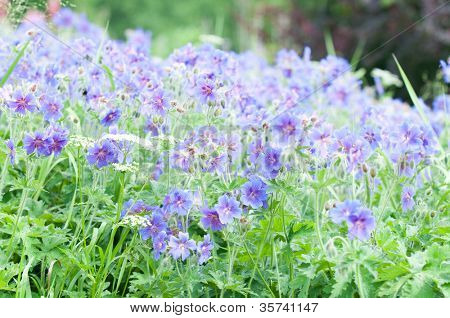 geranium kwitnienia lato przez nazwę gravetye