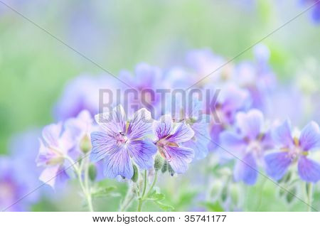 geranium kwitnienia lato przez nazwę gravetye