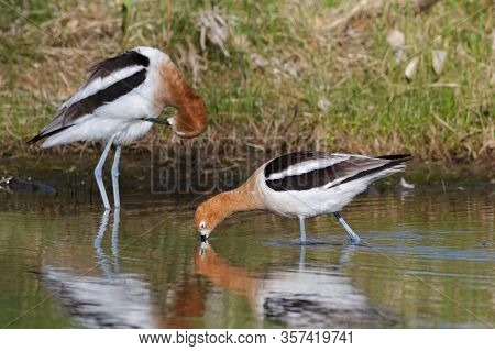 The American Avocet Is A Large Wader In The Avocet And Stilt Family, The Avocet Spends Much Of Its T