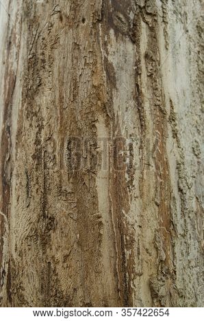 Smooth Tree Bark Texture. Nature Wooden Texture Closeup.