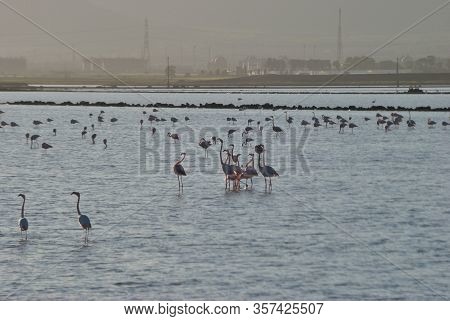 View Of The Flamingos In Santa Gilla Pond