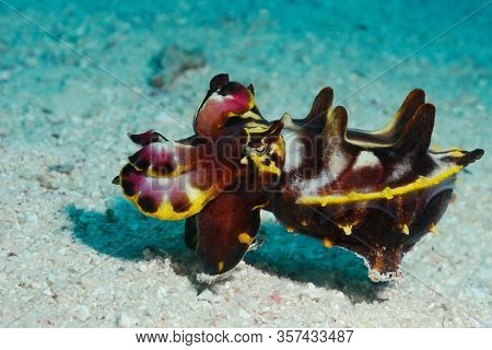 Tiny Hippo