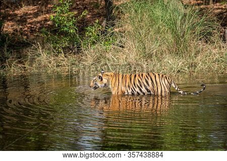 Wild Male Tiger Walking In Water With Reflection At Bandhavgarh Natinal Park Or Tiger Reserve, Madhy