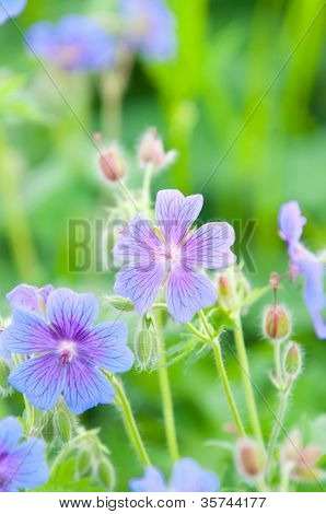 geranium kwitnienia lato / makro