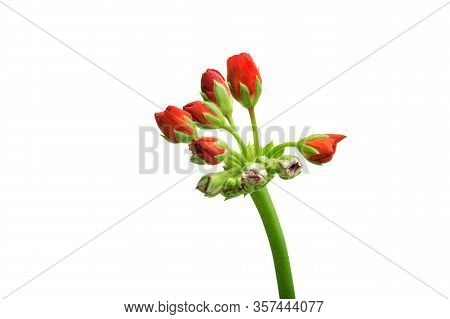 Image Of Indoor Flower Geranium Pelargonium Bloomed With Red Flowers On A White Background