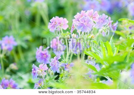 geranium kwitnienia lato / makro