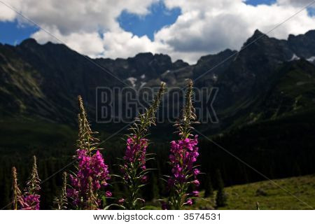 Blumen