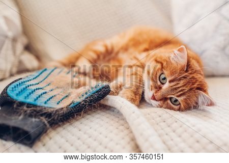 Cat Lying By Brushing Glove With Fur. Removing Pets Hair. Taking Care Of Animal Combing With Hand Ru