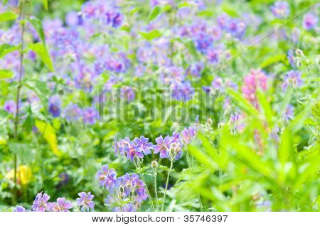 geranium kwitnienia lato / makro