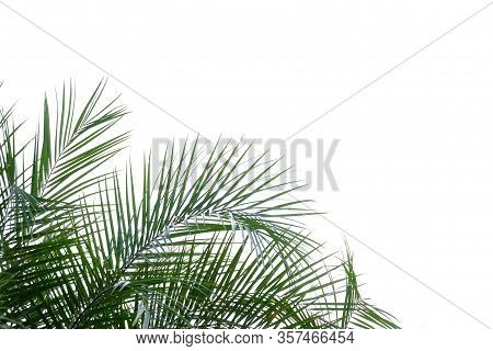 Tropical Palm Leaves With Branches On White Isolated Background For Green Foliage Backdrop
