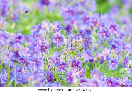 geranium kwitnienia lato / makro