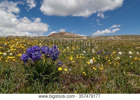 A Group Of Blue Sticky Polemonium Flowers Growing At A High Elevation With A Background Of Yellow Bu