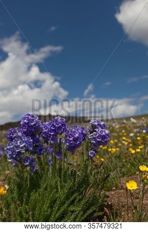 A Group Of Blue Sticky Polemonium Flowers Growing At A High Elevation With A Background Of Yellow Bu