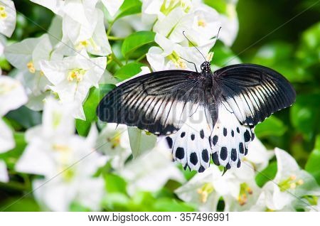 Black Butterfly Papilio Polymnestor On White Bougainvillea Flower