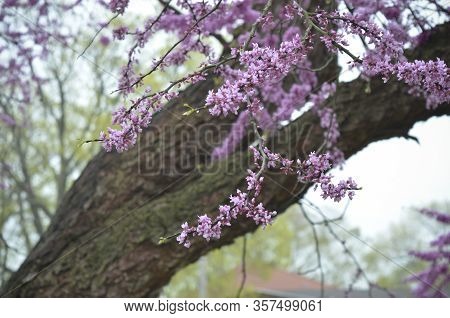 Eastern Redbud Tree  With Purple Flowers In Spring