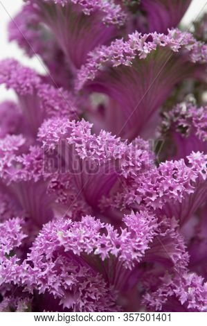 Ornamental Kale Plant