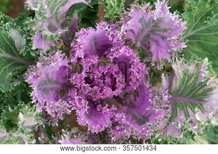 Ornamental Kale Plant
