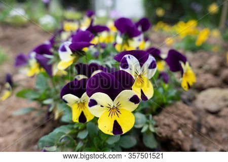 Pansy Flowers In The Garden